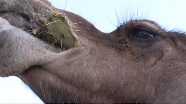 骆驼为什么吃带刺的仙人掌和树枝不扎嘴