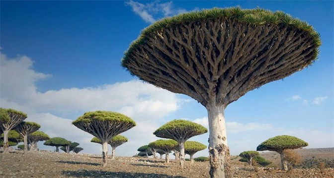 也门特有物种龙血树