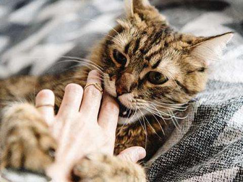 猫咪抱着主人的手轻轻地咬代表什么