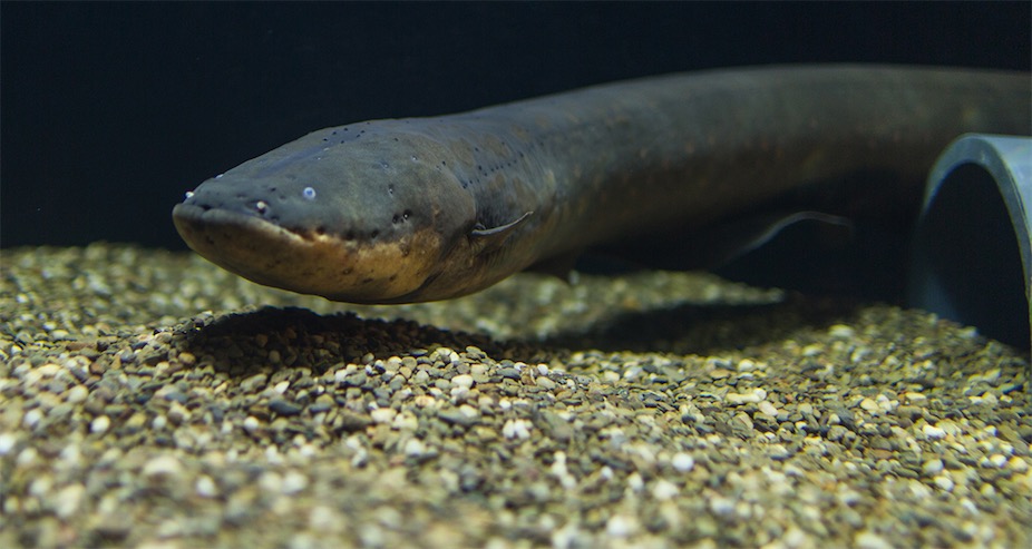 电鳗之电击：神奇能力与自然竞争的对决